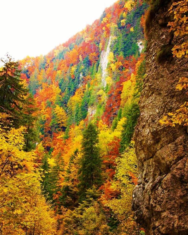 Mountain Vista Suites Zărneşti Kültér fotó